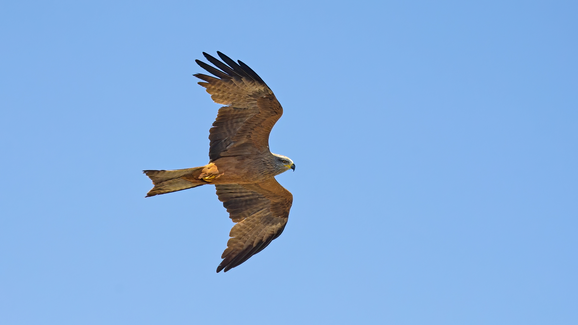 Black Kite